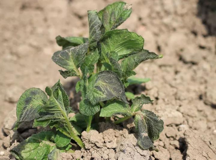 һ����ѧ������ҩ�����ǲ���