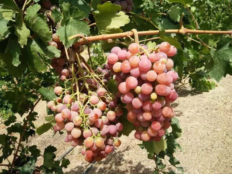 ����Ҷ���׳������طʲ���ȫ�׷�