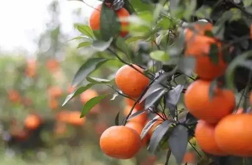 �޵��������������ѳɻ����޼ز���ɫ��������������ȱ���ѹ���