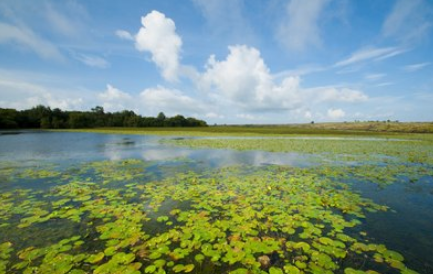 ����΢�����ʳ��