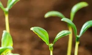 ��ֳ���ڹ�ҵ�����е�Ӧ�ã�