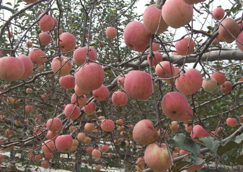 ��ȫƻ����ʩ�ʼ�����һĿ��Ȼ���Ͻ��ղ�