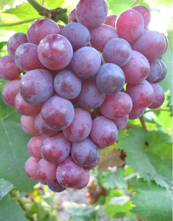 ������ֲ������11���ӣ������ļ���ʩ�������ܽ�����