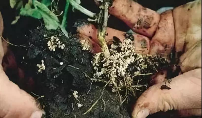 ���ʣ������ø��ġ����ǡ���