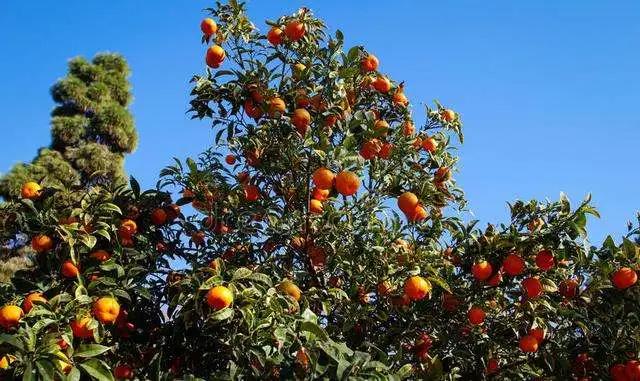 �����＾�����������������������˺�