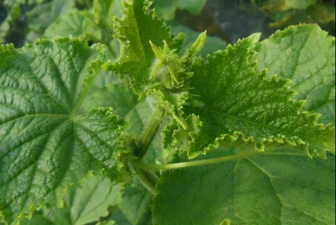 ���Ԥ����ϻ��򶥣���ϻ��ι�����Щ��������ԭ������Щ��