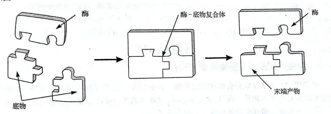 ��΢֪ʶ��΢����ѧ��΢����Ĵ�л