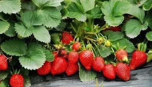 ��ݮ��ù���漱������û��ס��������