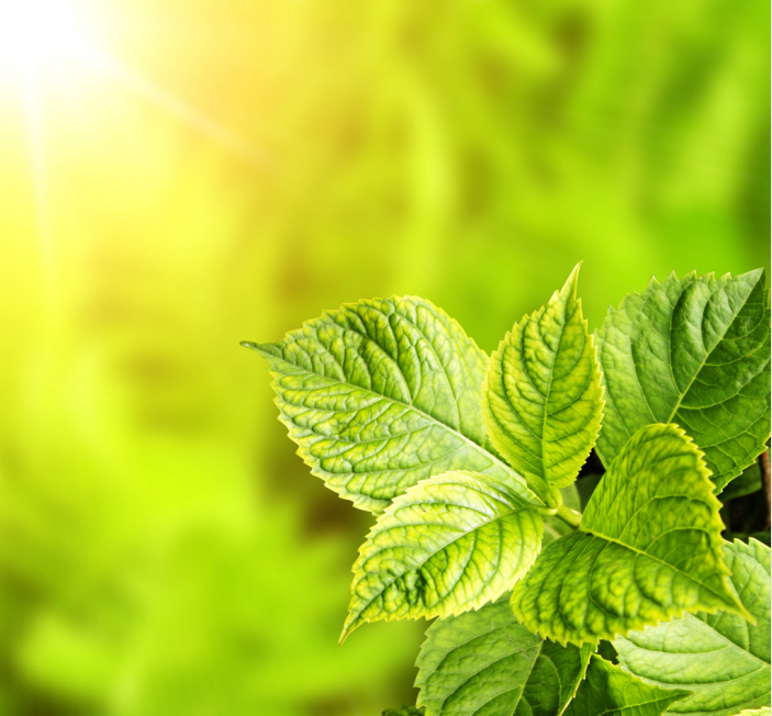 ũ��΢�������ѡ�õ�ԭ����ʲô��