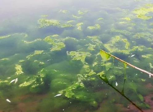 ˮ����̦��ô����