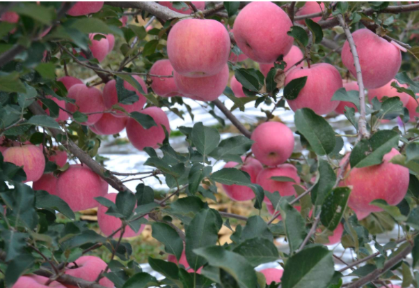 ΢������ͻ��ʵ����ƶԱȣ�