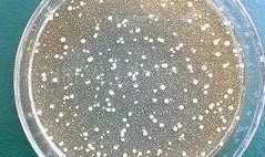 ����ġ��ݲ�ѿ�߸˾���������̫���ˣ�