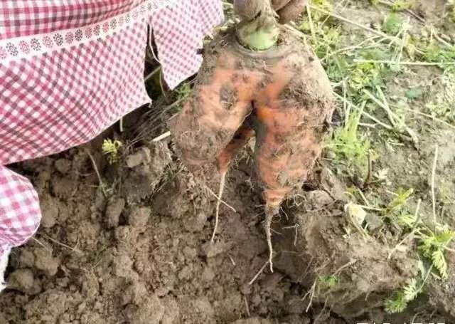 ���ܲ����ų��ŷֲ��ˣ����Ԥ����