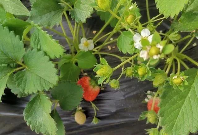 ��ݮ��ֲ��ı�ֲ����ʶ�����ÿ�������ڡ�������Ҷ���������߲�