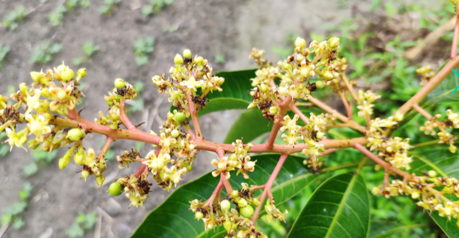 ��ֳ������ö��˲�����ĺã�����ʩ�÷���ѡ��ֲ�����