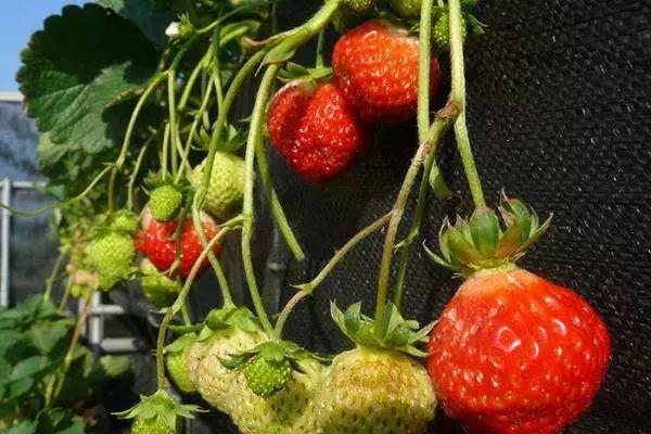 �׻��������ι�����С������ݮ������ô��ô�ࣿ