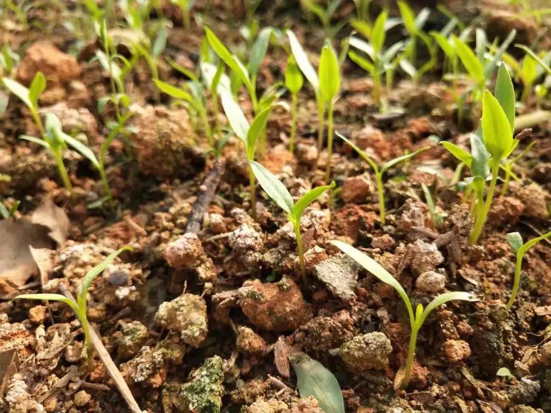 ΪʲôԽ��Խ�����ũҵ��ֲ����΢���������