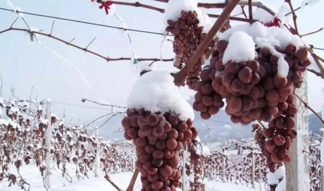 ��ѩ���٣����Ѷ�������μ�ʱ������