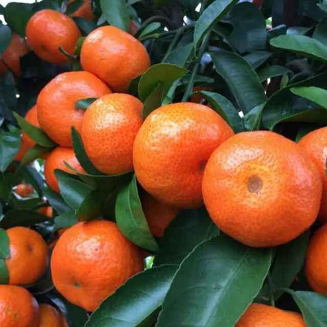 ��ֲɳ�ǽ���ȱ��֢��ô�죿�����з��η����������������