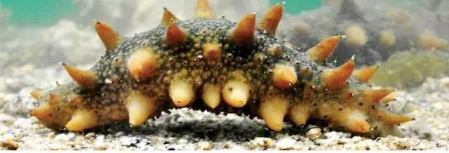 СС���α���󣬽����̲�ȫ����