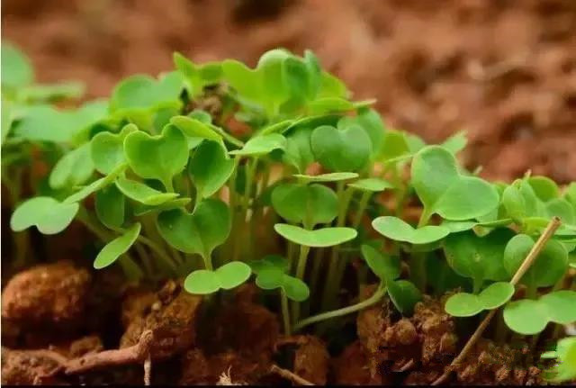 ��ѧʩ�ʾ͵��л��ʴ��仯�ʣ�