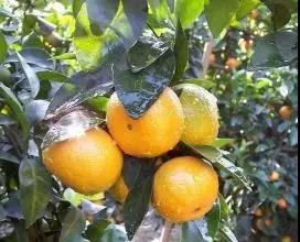 ����������Ʒ�ʲ���˾��ʺ�������벻����