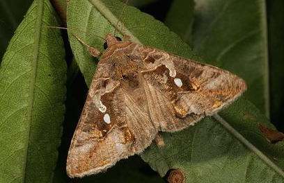 �ݵ�̰ҹ����ؼ���Ҫ��