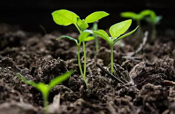 ���ʣ������ϵ�ġ����ǡ���