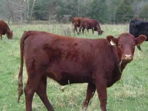 ������ţ���������ӵ����ʣ��ӿ������ٶ�