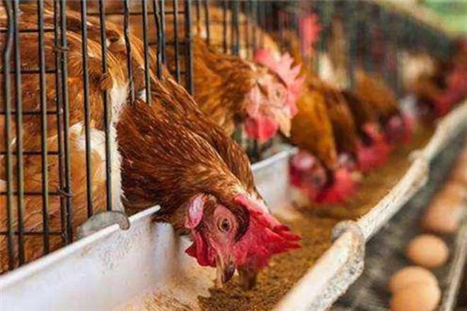 Ӱ�쵰���������ܵĻ�������