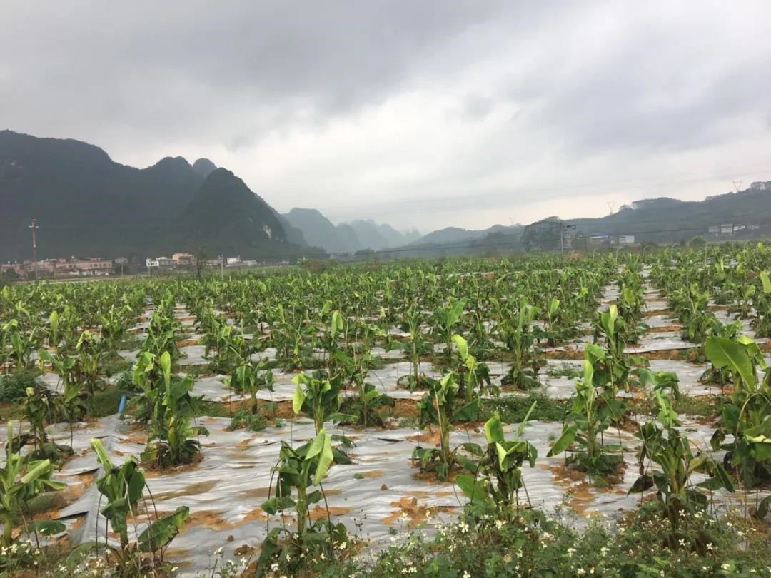 ���徫����Щ�ô���Ϊʲô�۸�ߵͲ��ܴ�?