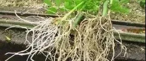 50��ũ��Сƫ����