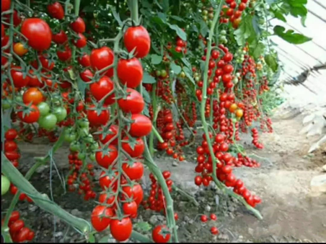 ��þʮ������ԭ��