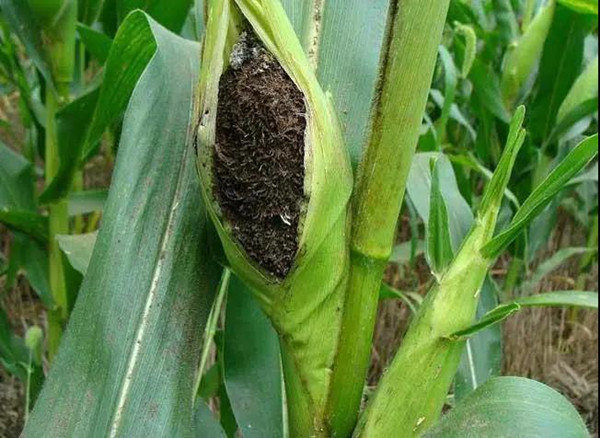 �������ײ�������ɣ�ע���ȿ�