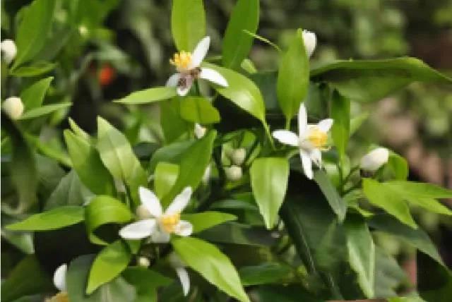 ���ˣ��������������ã���Ч��3��