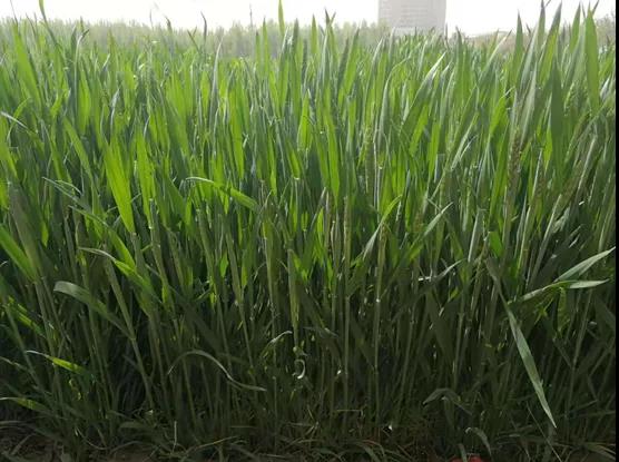 С���������� �ⲡ����Ī����