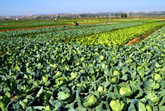 Ҫ���ֳ��޹����߲ˣ�΢���������һ��Ҫ�ã�