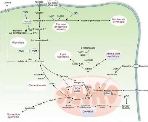 ���͹�����Ƚ�������̼Դ���Ӳ��Ե�˼��