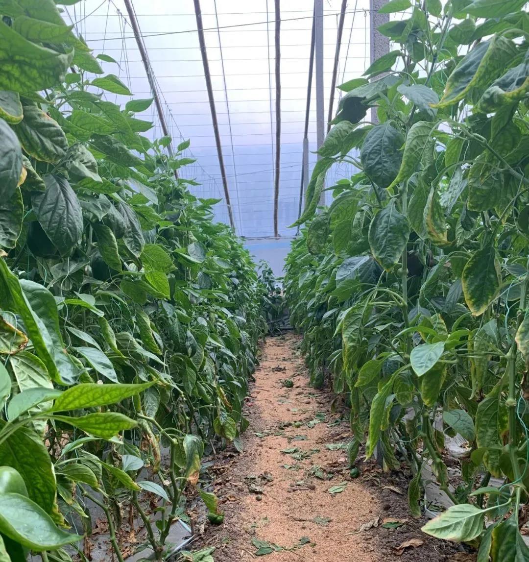 ���ｵ�£��ú�7�����ϣ�