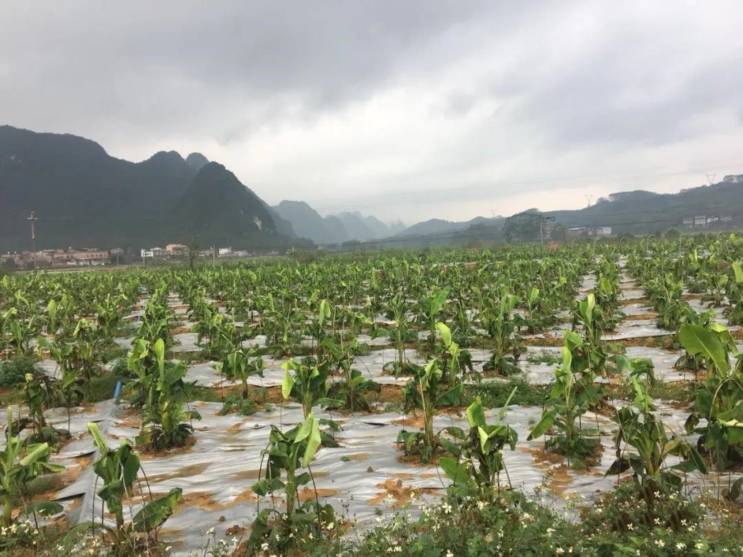 ΢������ʵ����ú͹�Ч����֪�����٣�