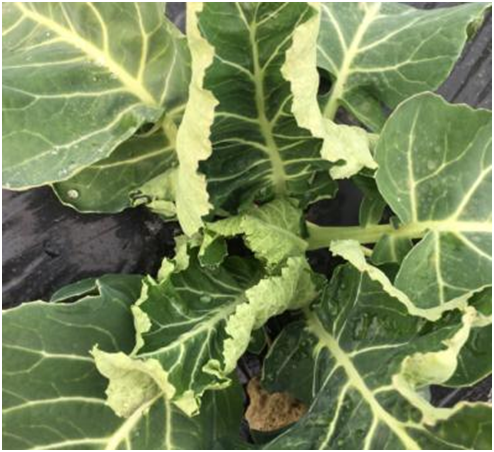 �����߸ߣ�������η��ظ����Ⱥ���