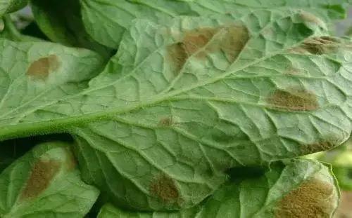 ����ʶ�������ϸ���������������Բ��������ũ��ʦ��