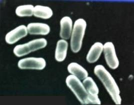 ���͹��գ�pHֵ�Ը��ܶȷ��͵�Ӱ�켰����