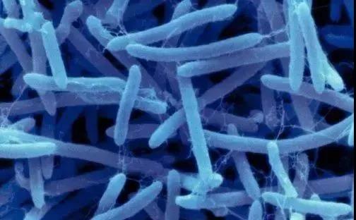 �ݲ�ѿ�߸˾�������12�ֹ�Ч��������ô����