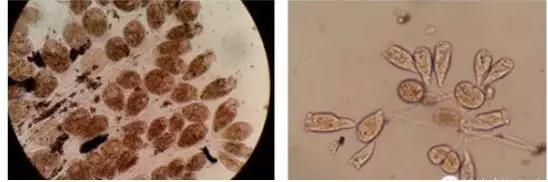 ɱ��ҩע���������