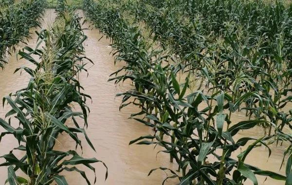 �ƻ��������ֺ������׻������߲˲�������