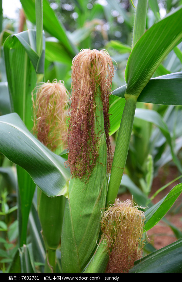 ����ũ�����ֺ������ָ�ָ������������