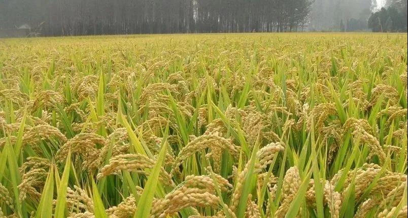 ��������7�㣬���ʿ϶�Ч����