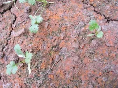 �������˴�֡�������м����֡����⼸�ָ�����������ã�