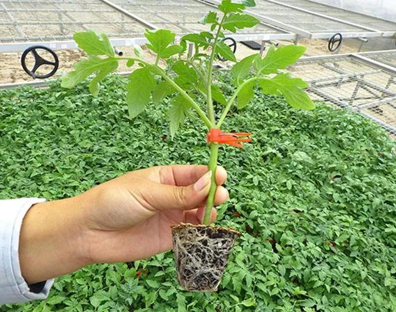 ʲô��΢���������